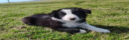 Border Collie dogs for sale: Linus - Ad 15