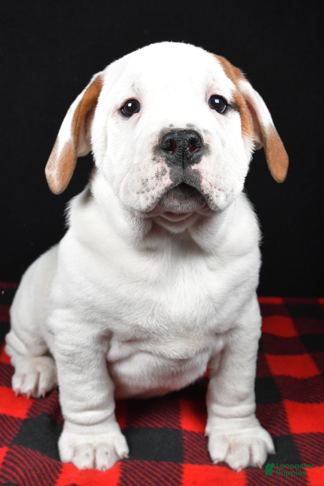 Beabull dogs for sale: Romeo - Ad 2