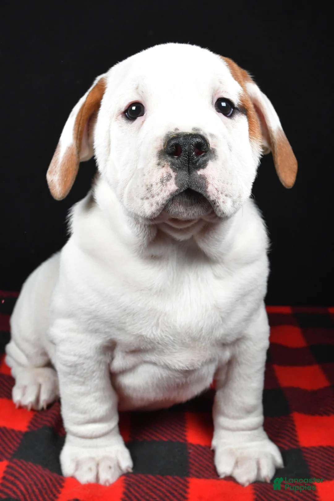 Beabull dogs for sale: Romeo - Ad 3