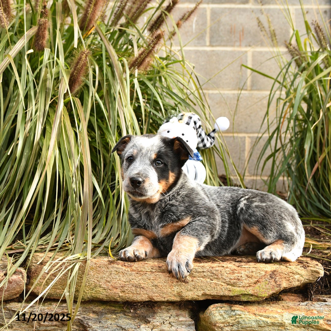 Australian Cattle Dog dogs for sale: Hardy - Ad 3