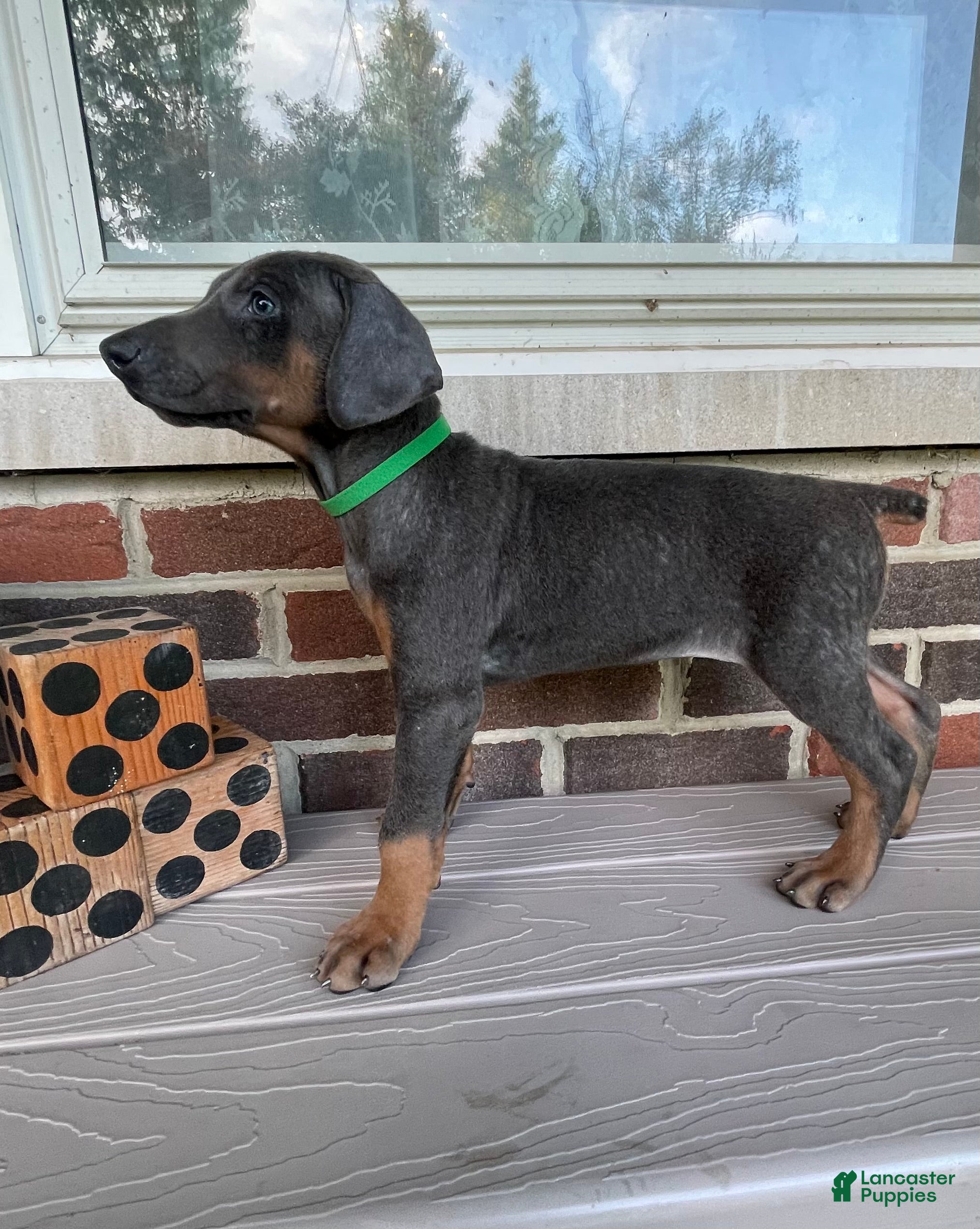 Doberman Pinscher dogs Wolverine - Ad 2