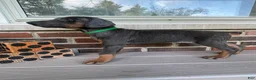 Doberman Pinscher dogs for sale: Wolverine - Ad 2