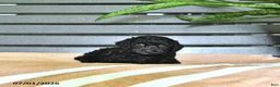 Miniature Poodle dogs for sale: Carissa - Ad 1