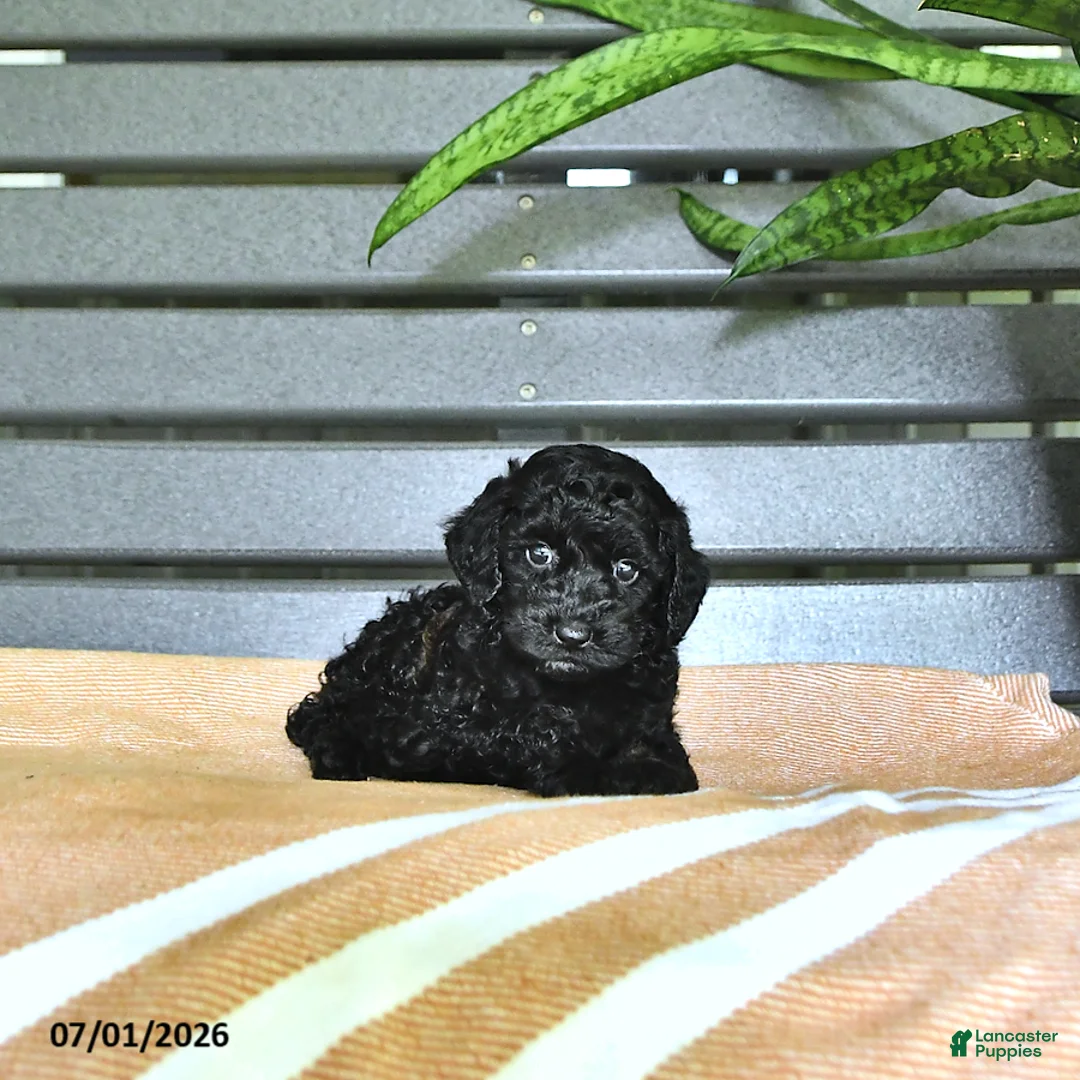 Miniature Poodle dogs for sale: Carissa - Ad 1