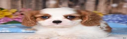 Cavalier King Charles Spaniel dogs for sale: Jackson - Ad 4