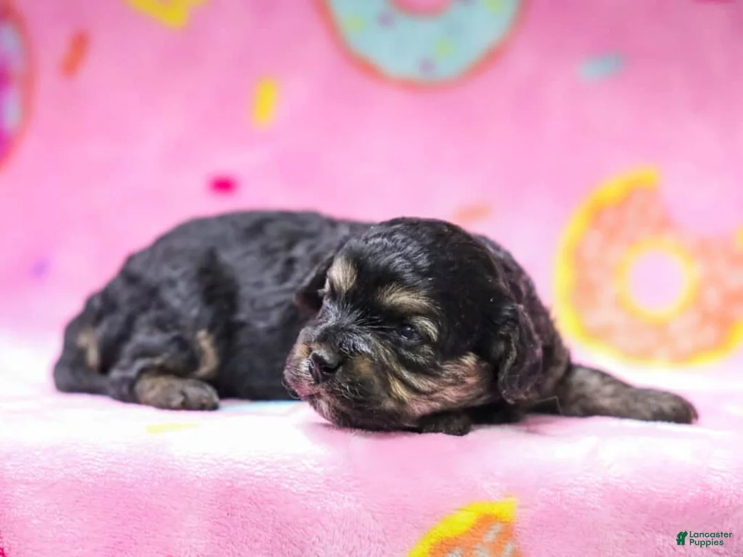 Cavapoo dogs for sale: Janna - Ad 2