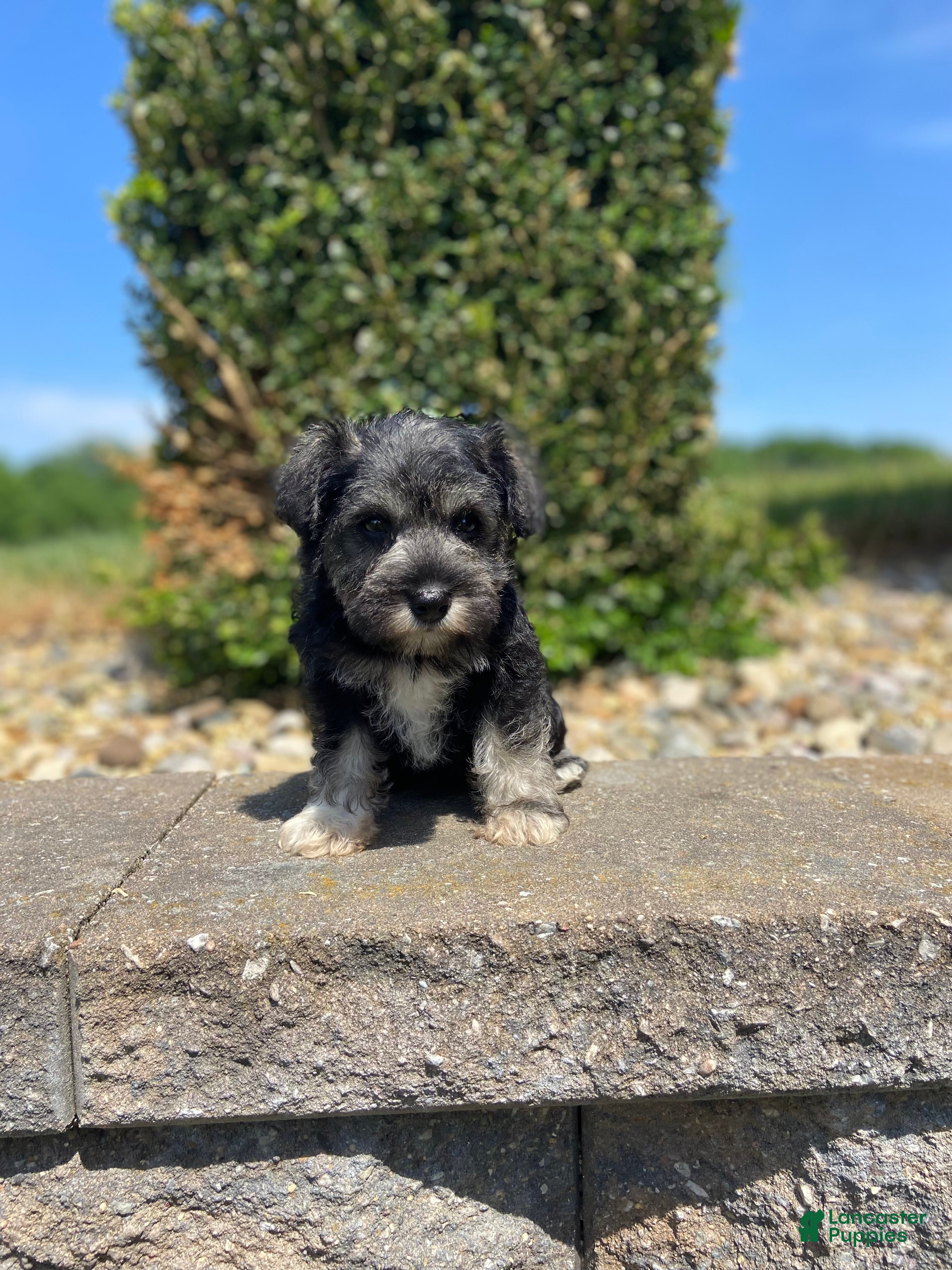 Miniature Schnauzer dogs Jules - Ad 1