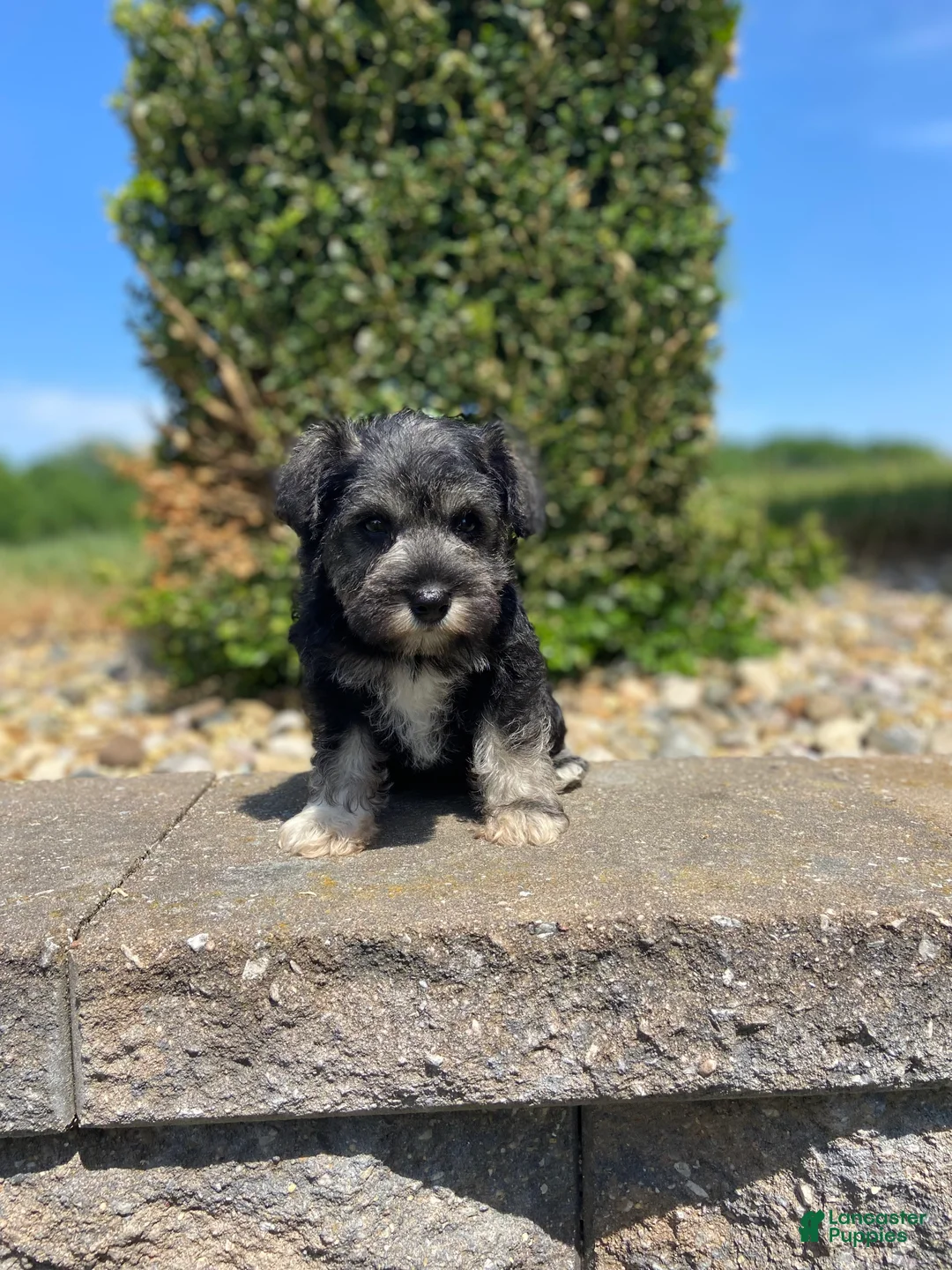 Miniature Schnauzer dogs for sale: Jules - Ad 1