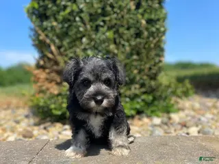 Miniature Schnauzer dogs for sale: Jules - Ad 1
