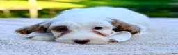 Mini Goldendoodle dogs for sale: Waffle-petite  - Ad 3