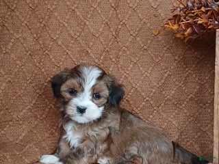 Havanese dogs - Ad 20