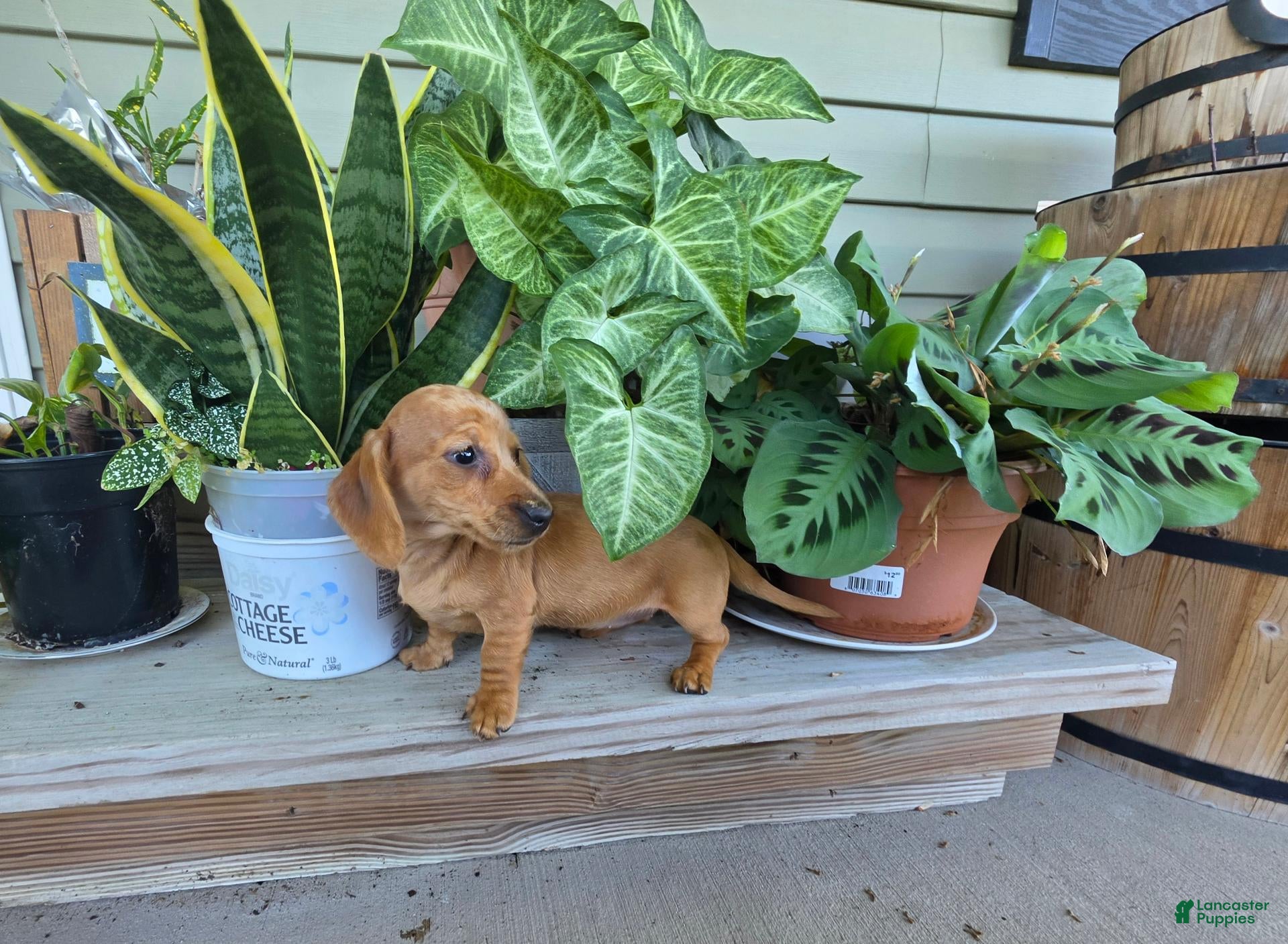 Miniature Dachshund dogs Holly - Ad 2