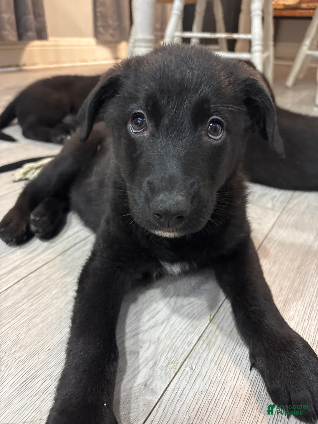 Mixed Breed dogs for sale: Mixed Breed Puppy 2 - Ad 2