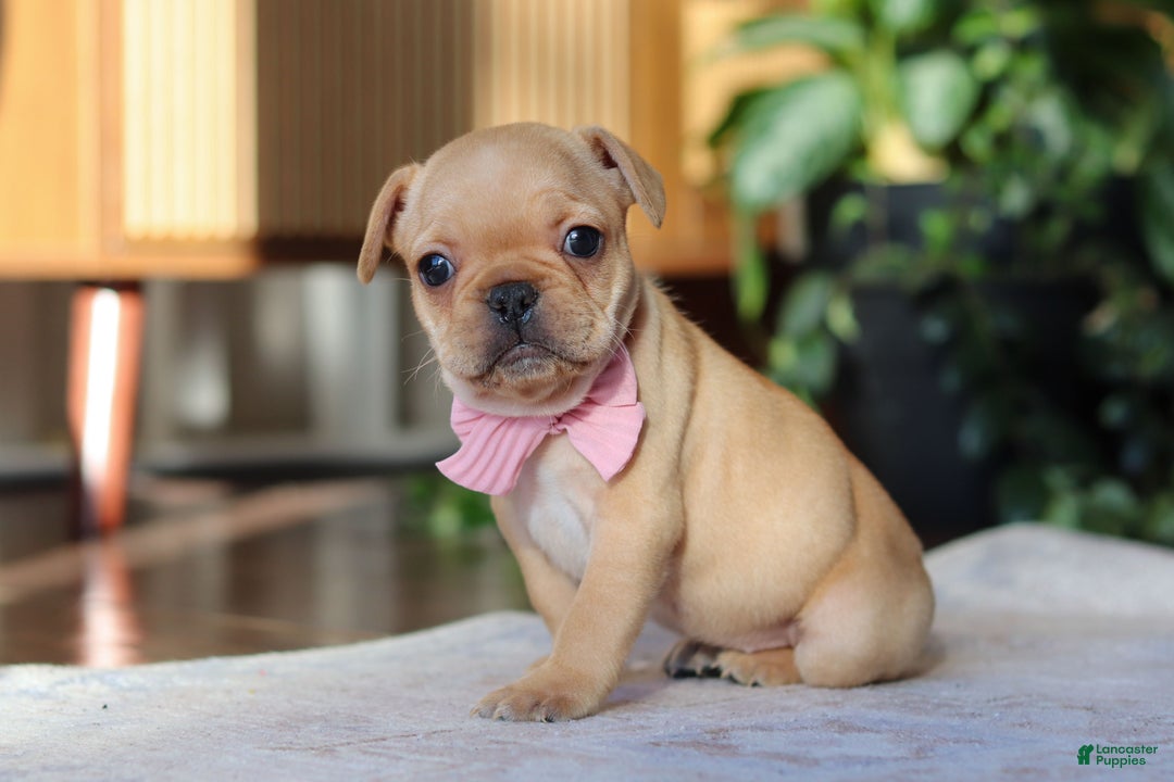 French Bulldog dogs for sale: Hailey - Ad 9