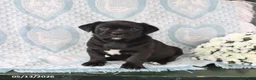 Jug dogs for sale: Midnight - Ad 1