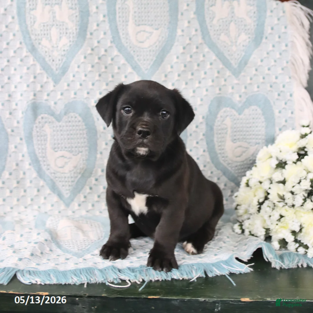 Jug dogs for sale: Midnight - Ad 1