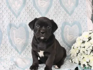 Jug dogs for sale: Midnight - Ad 3