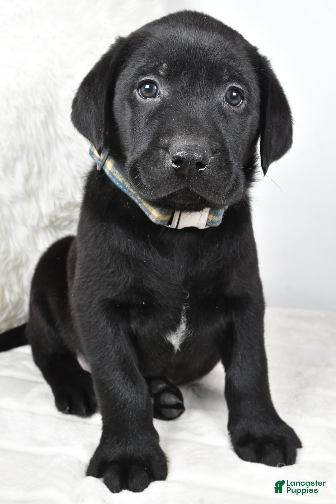 Labrador Retriever dogs for sale: Max - Ad 2