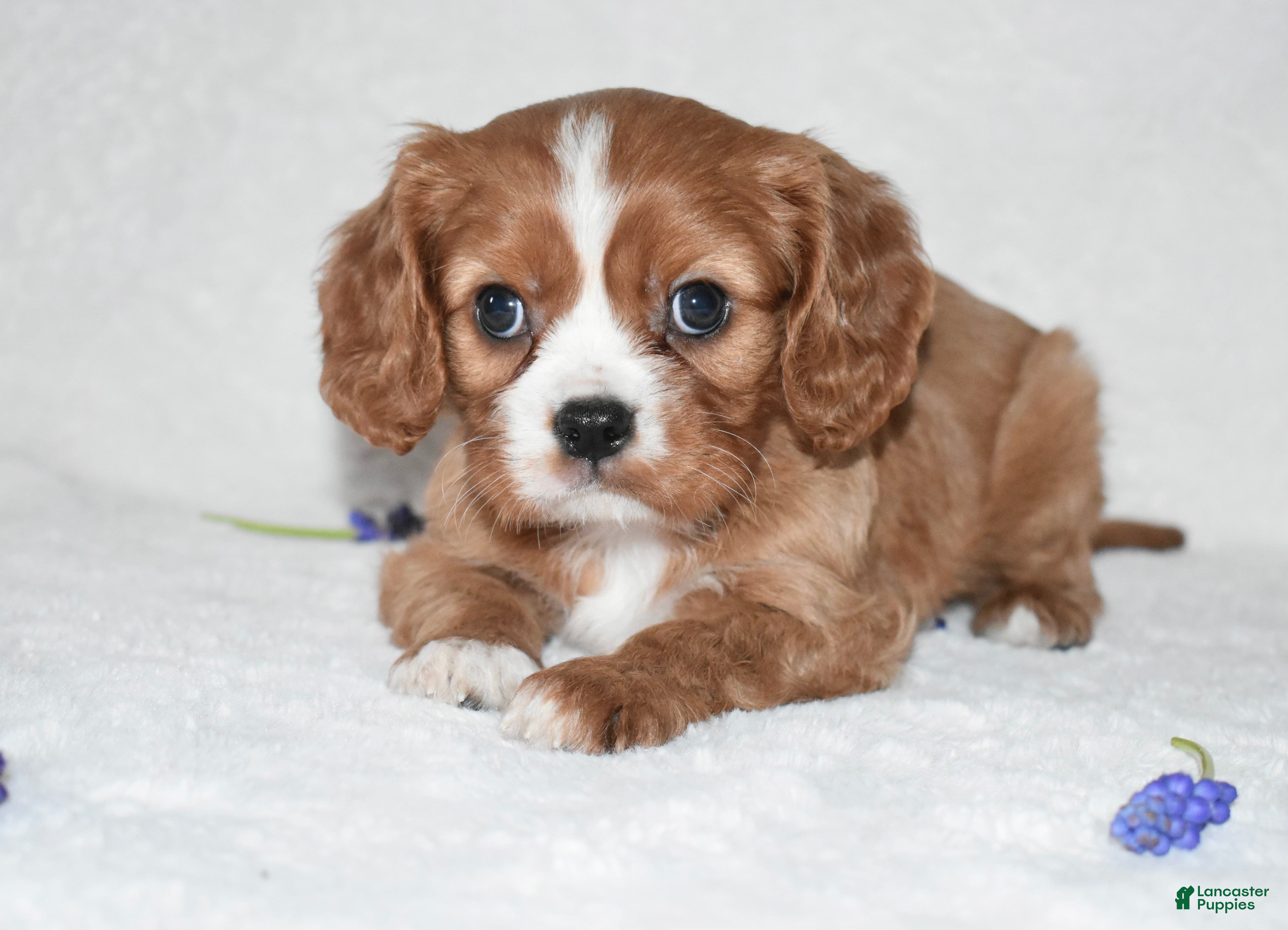 Cavalier King Charles Spaniel dogs Remy  - Ad 28