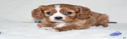 Cavalier King Charles Spaniel dogs for sale: Remy  - Ad 1