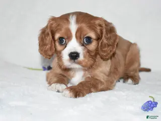 Cavalier King Charles Spaniel dogs Remy - Ad 28