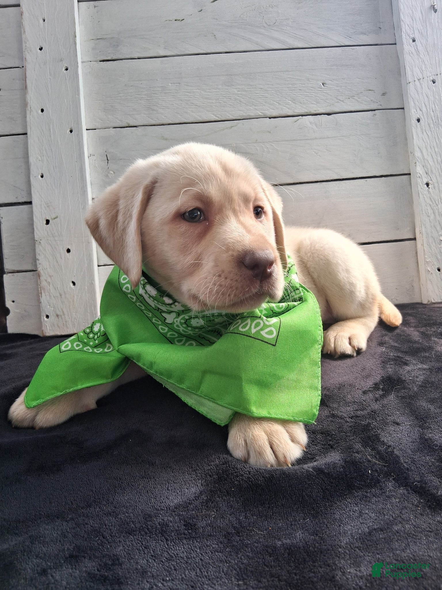 Labrador Retriever dogs Katy - Ad 1