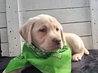 Labrador Retriever dogs for sale: Katy - Ad 2