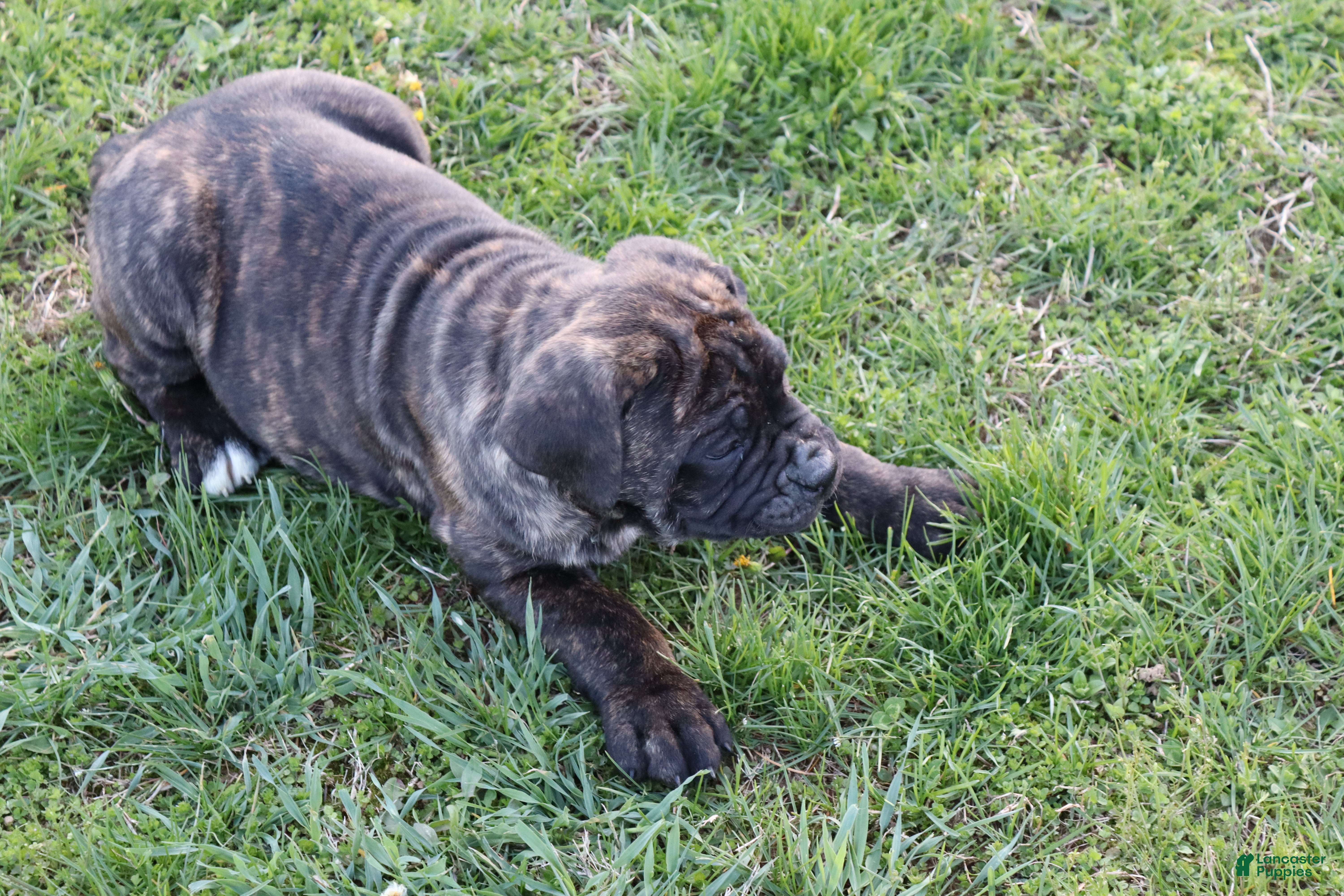 Cane Corso dogs Brian - Ad 2