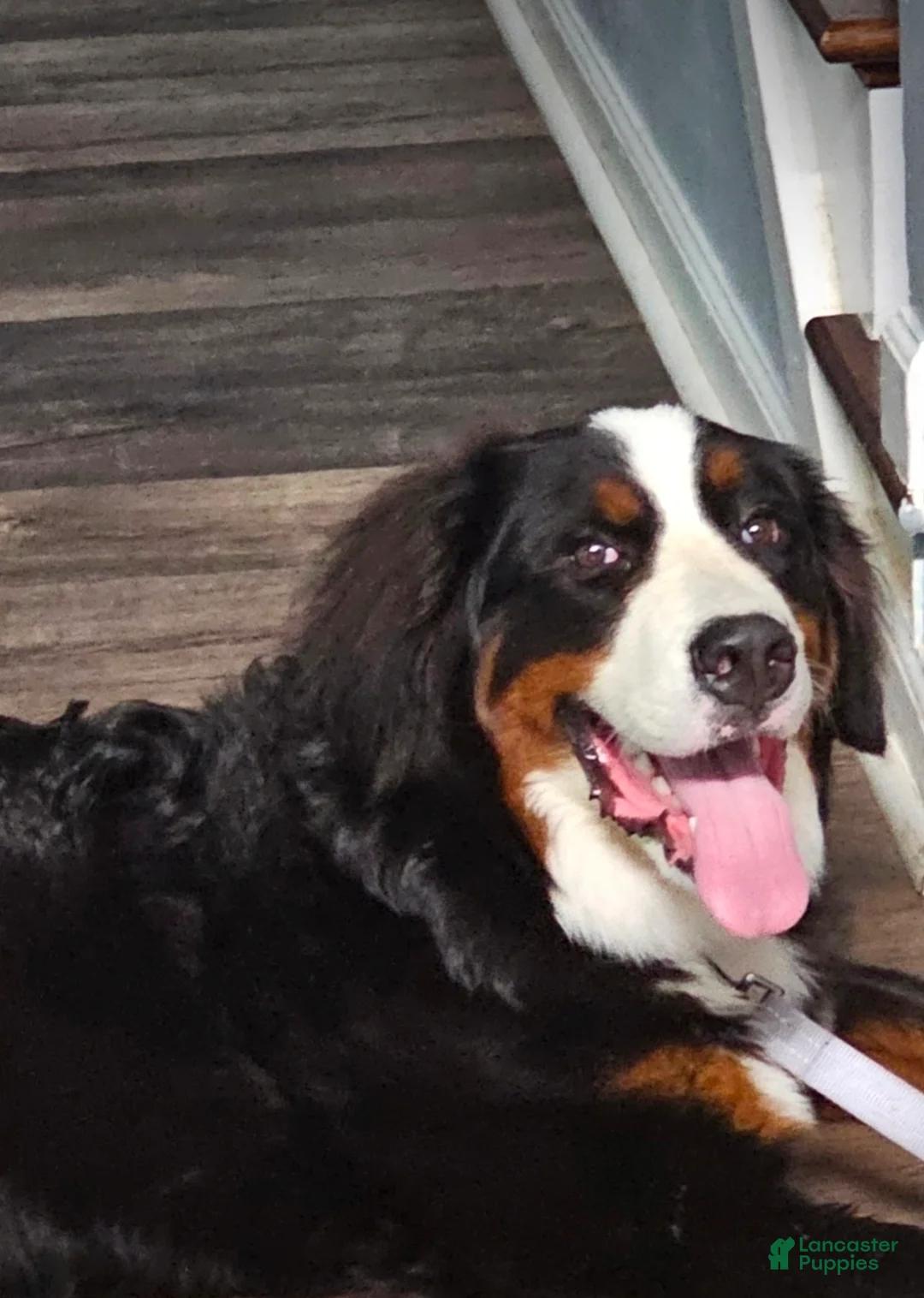 Bernese Mountain Dog dogs for sale: Ciena  - Ad 3