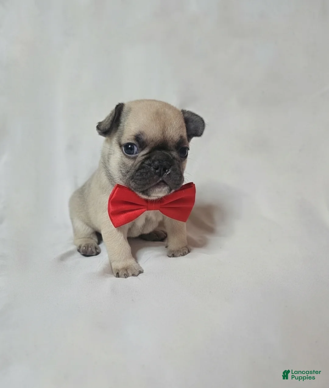 French Bulldog dogs for sale: French Bulldog Puppy 3 - Ad 3