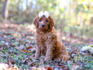 Goldendoodle dogs - Ad 33