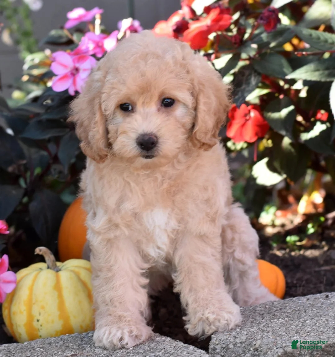 Bichpoo dogs for sale: Carmen - Ad 1