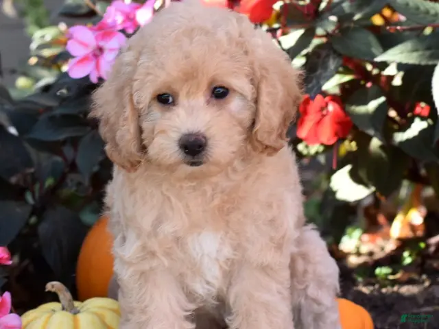 Bichpoo dogs for sale: Carmen - Ad 1
