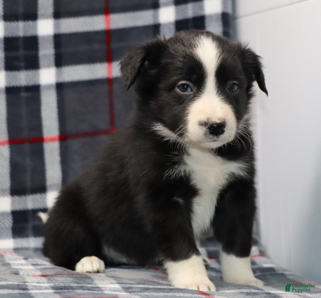 Border Collie dogs for sale:  charlie - Ad 4
