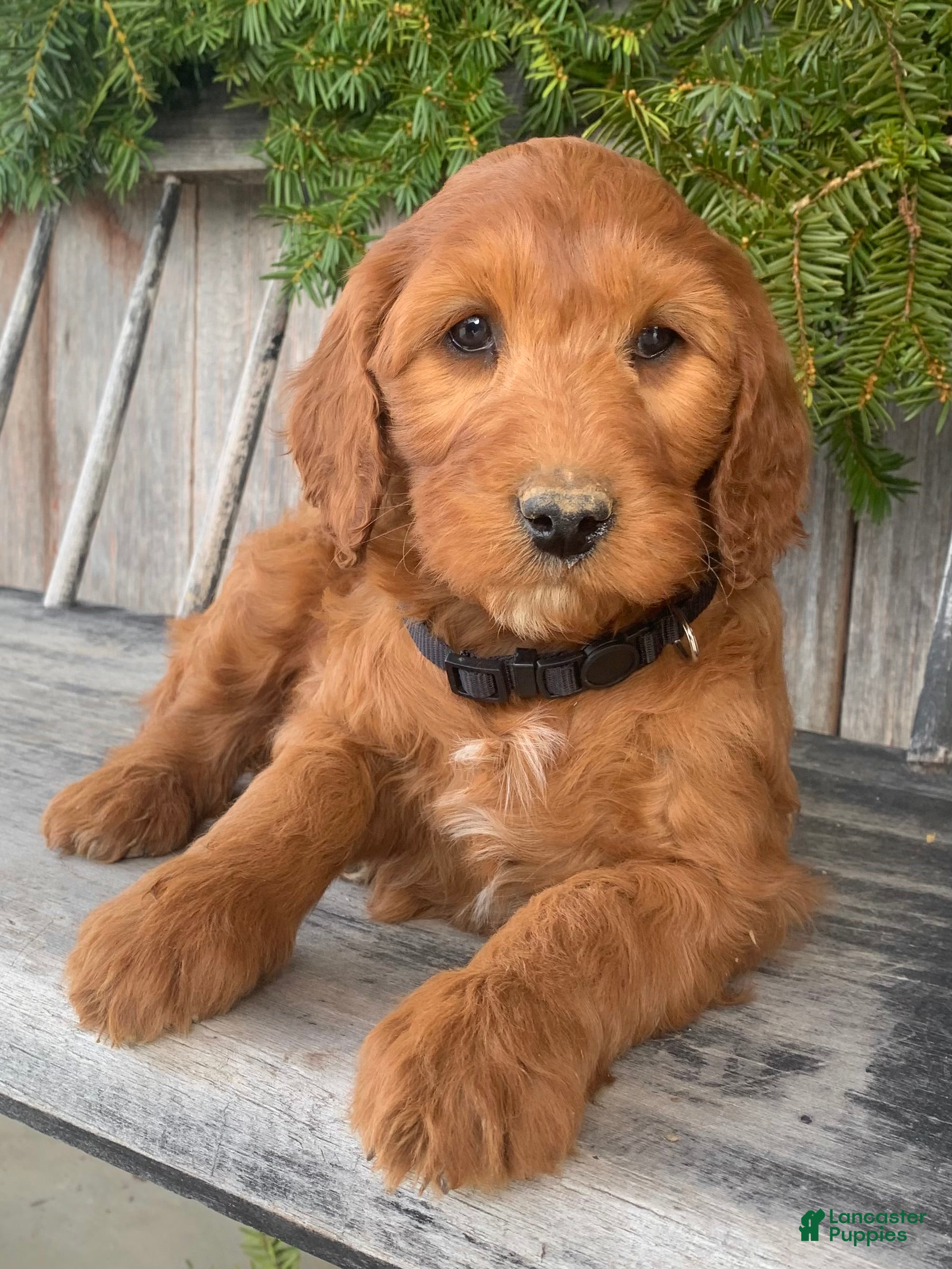 Irish Doodle dogs Jasmine - Ad 2