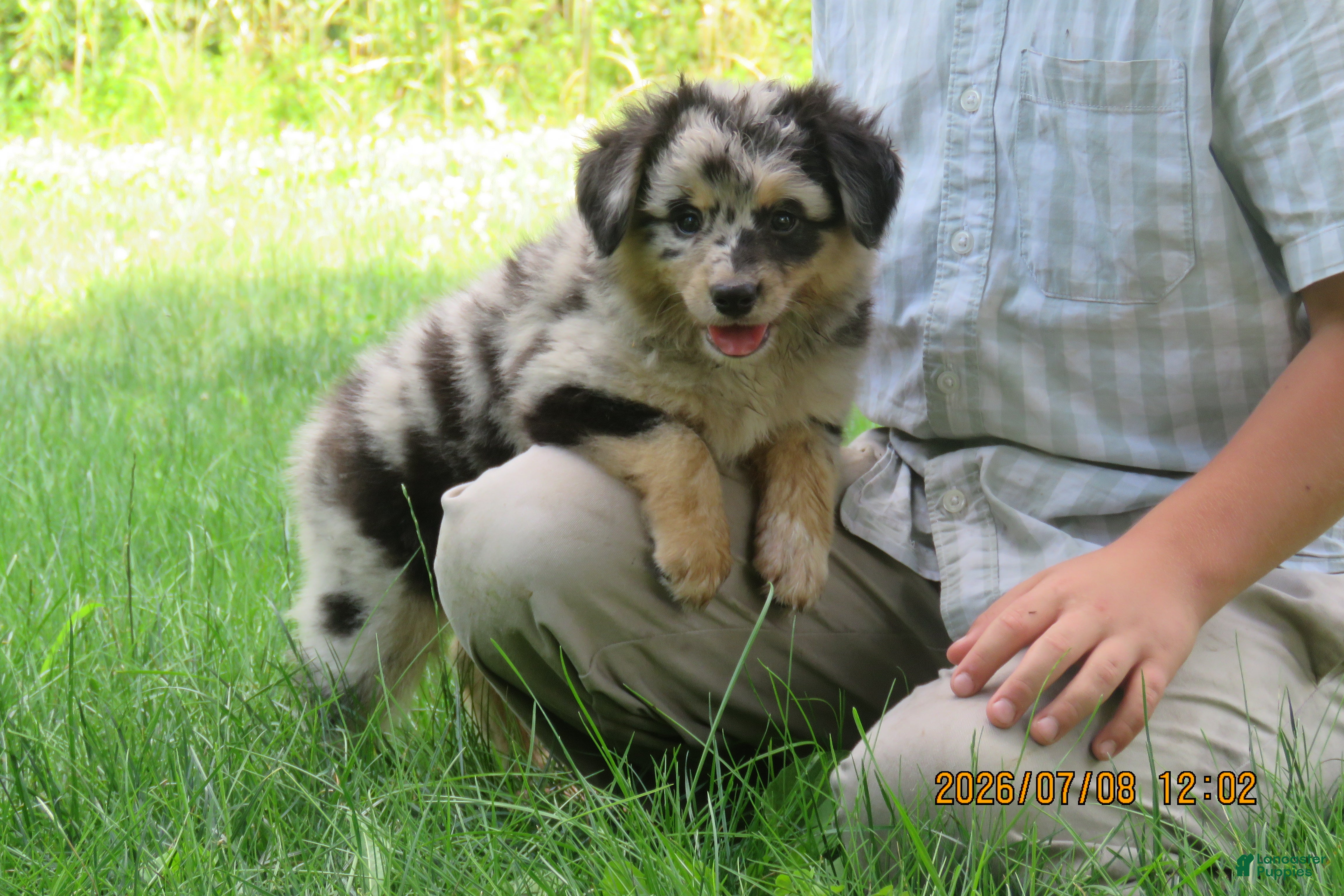 Miniature Australian Shepherd dogs Teddy  - Ad 2