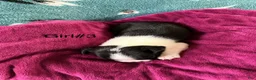 Boston Terrier dogs for sale: Boston Terrier 5 - Ad 9