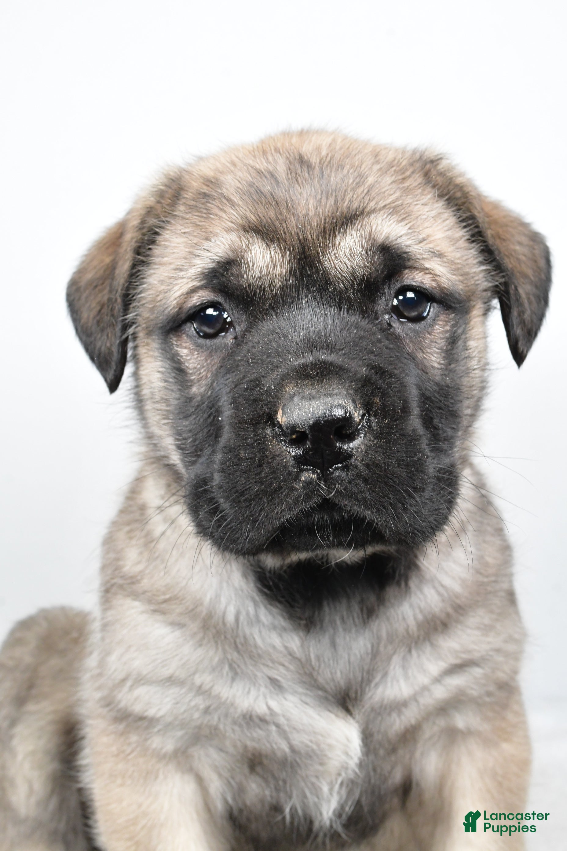 English Mastiff dogs Beauty - Ad 3