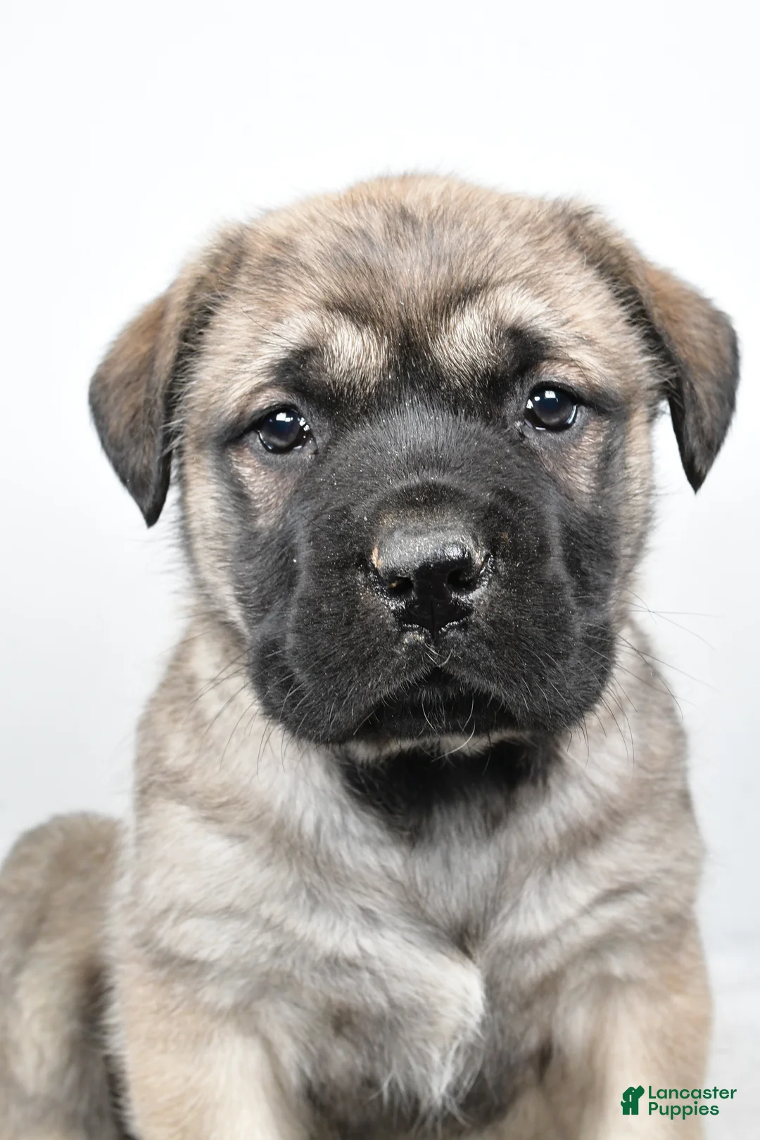English Mastiff dogs for sale: Beauty - Ad 1