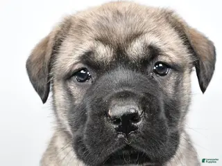 English Mastiff dogs Beauty - Ad 3