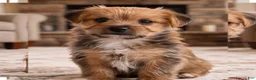 Morkie dogs for sale: Riley - Ad 6