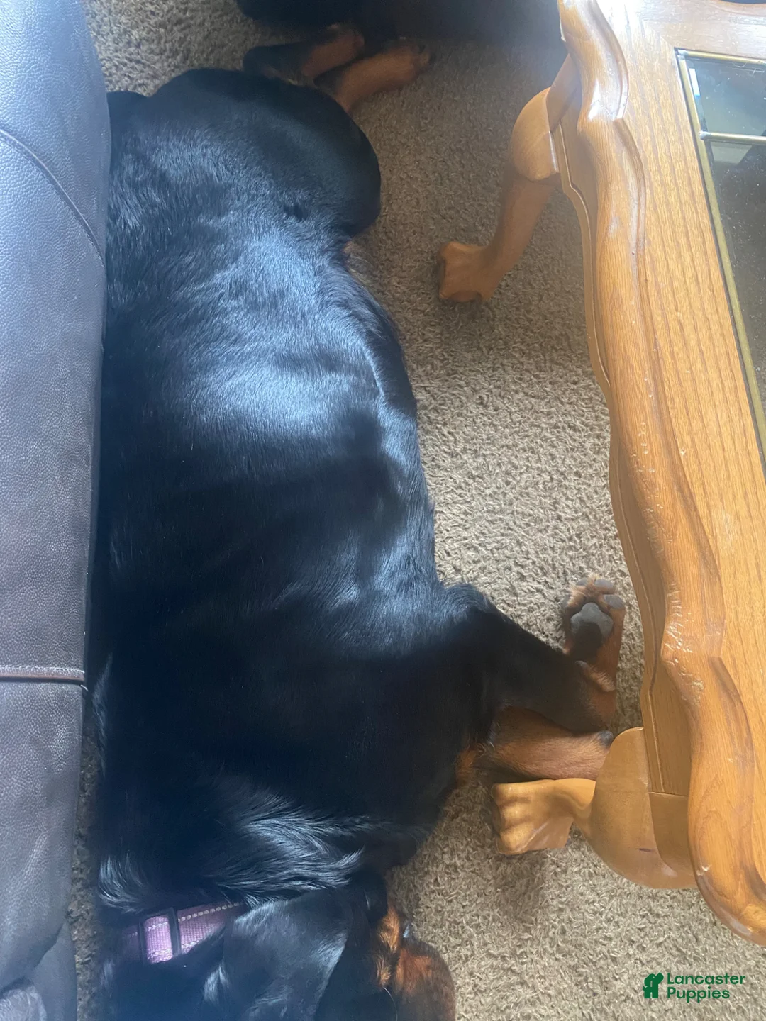 Rottweiler dogs for sale: Rottweiler Puppy 1 - Ad 1