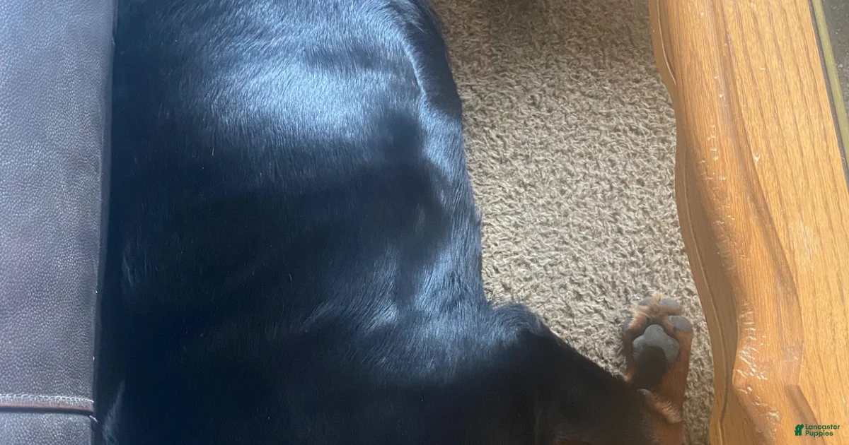 Rottweiler Puppy 1 Rottweiler for sale in Toms River | Lancaster Puppies