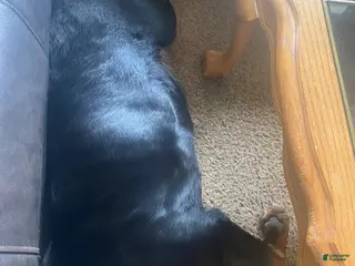 Rottweiler dogs Rottweiler Puppy 1 - Ad 14