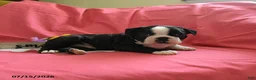Boston Terrier dogs for sale: Wilber - Ad 4