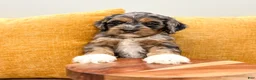 Cockapoo dogs for sale: Bear  - Ad 4