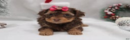 Yorkshire Terrier dogs for sale: Ruby - Ad 3