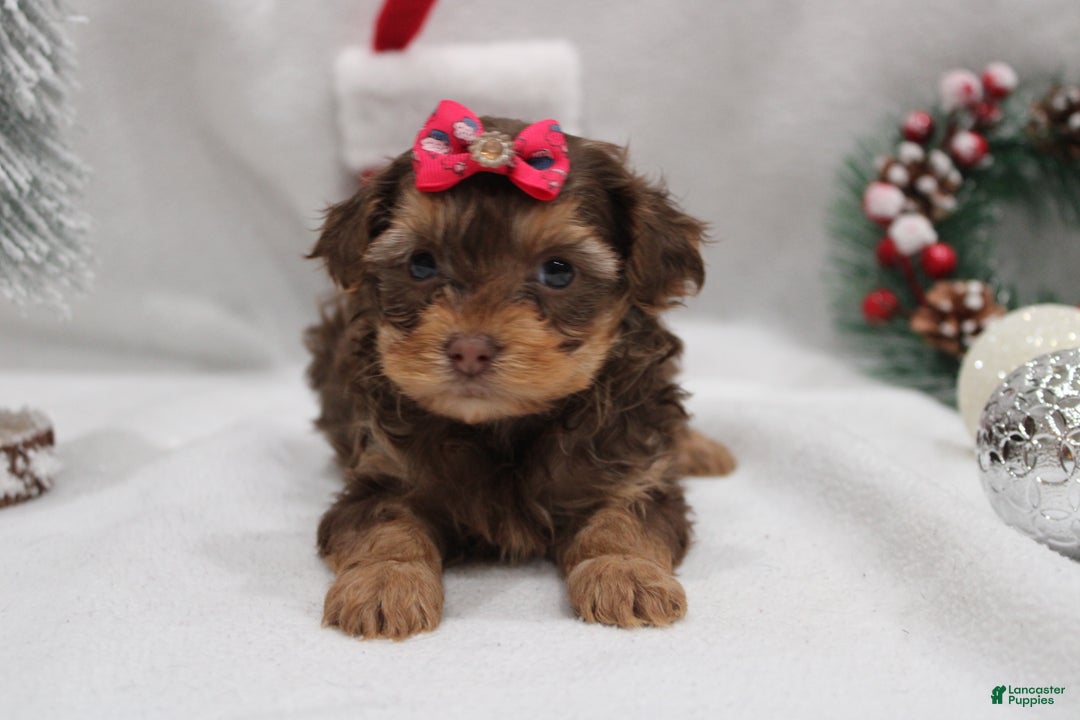 Yorkshire Terrier dogs for sale: Ruby - Ad 3