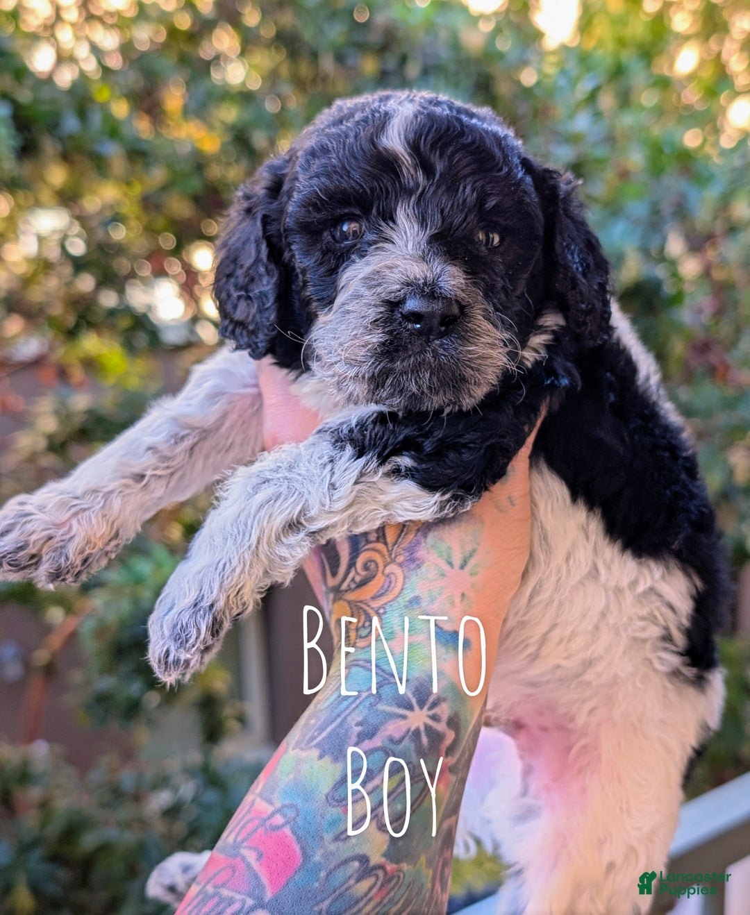 Mixed Breed dogs for sale: BENTO - Ad 1