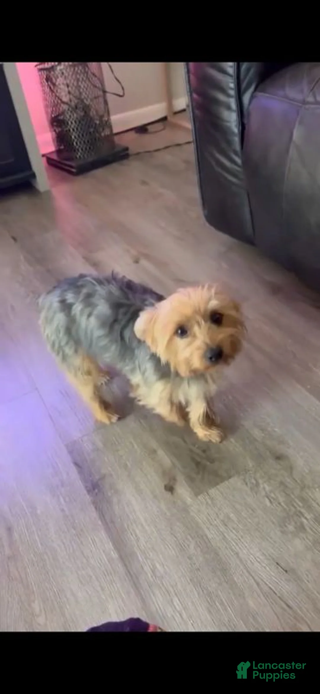 Yorkshire Terrier dogs for sale: Yorkshire Terrier 1 - Ad 2